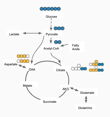 Acetyl CoA is generated from Pyruvate and Fatty acids